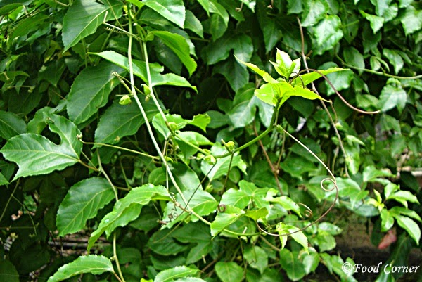 Glimpse of a Sri  Lankan Home Garden Food Corner