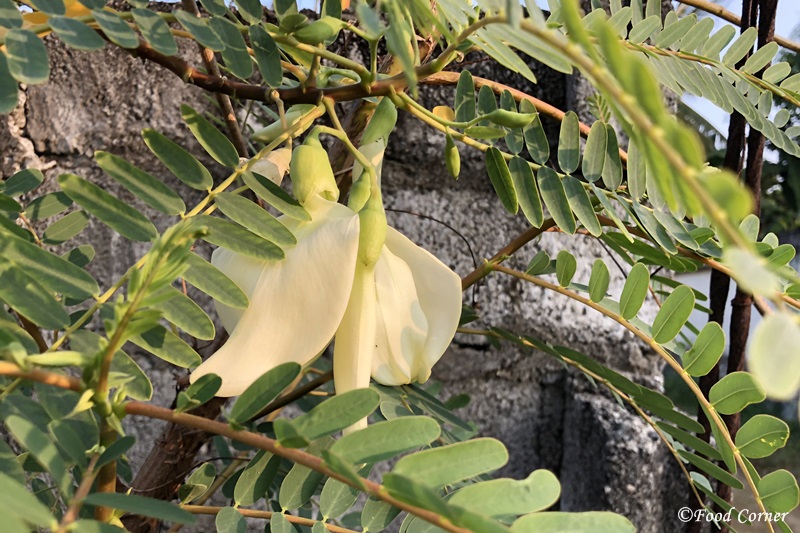 Kathurumurunga Mal