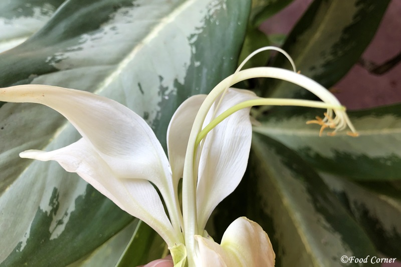 Agasti flowers