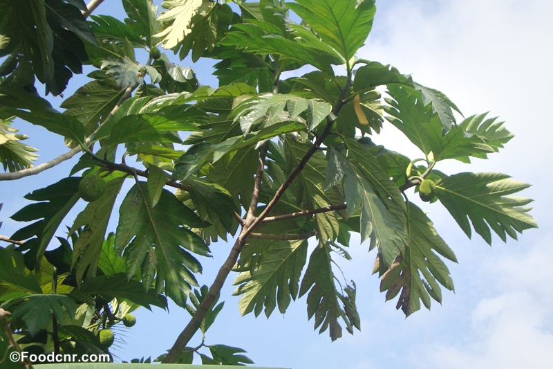 Breadfruit tree with fruits