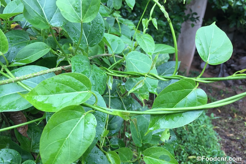 Kurignan plant කුරිඥඥන් කොළ